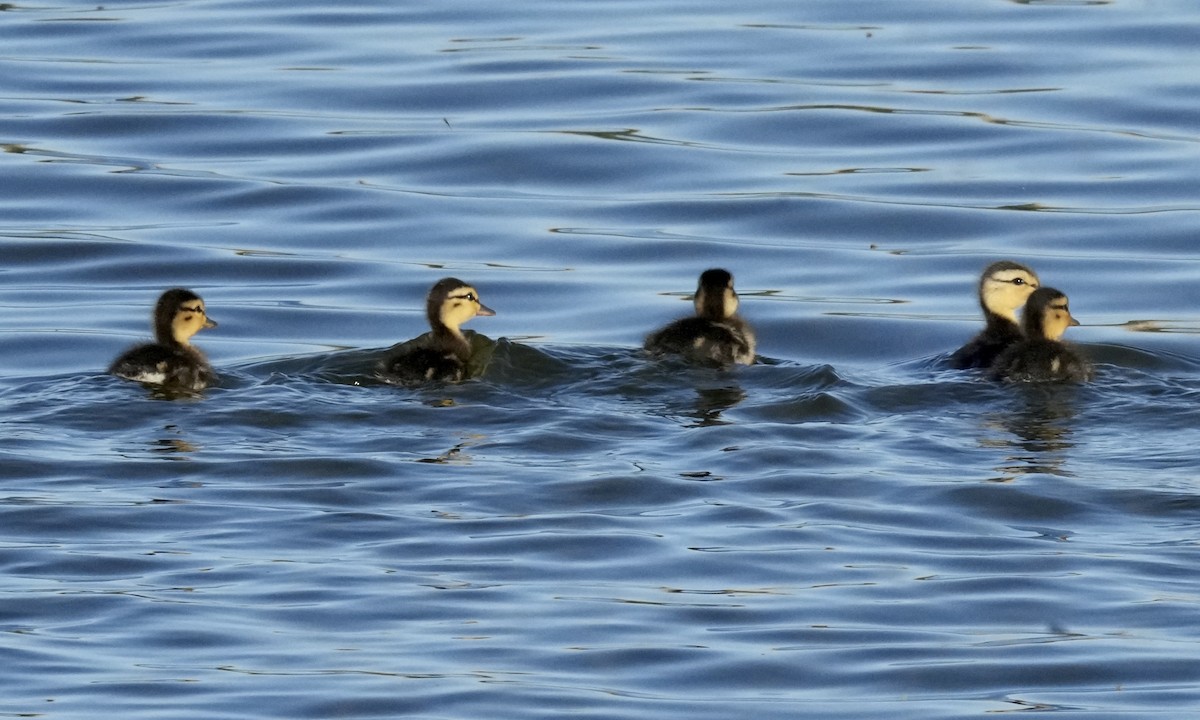 Mallard - ML635773244