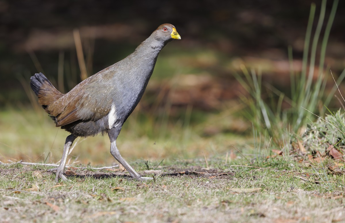 Tasmanian Nativehen - ML635773270