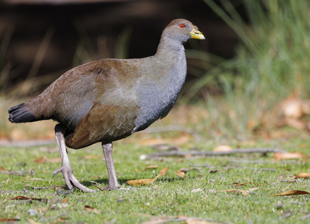 Tasmanian Nativehen - ML635773271