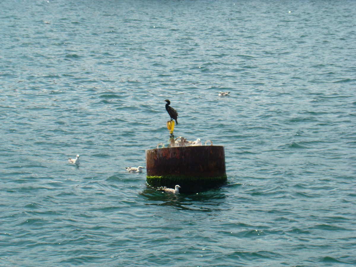 Great Cormorant - ML635773355