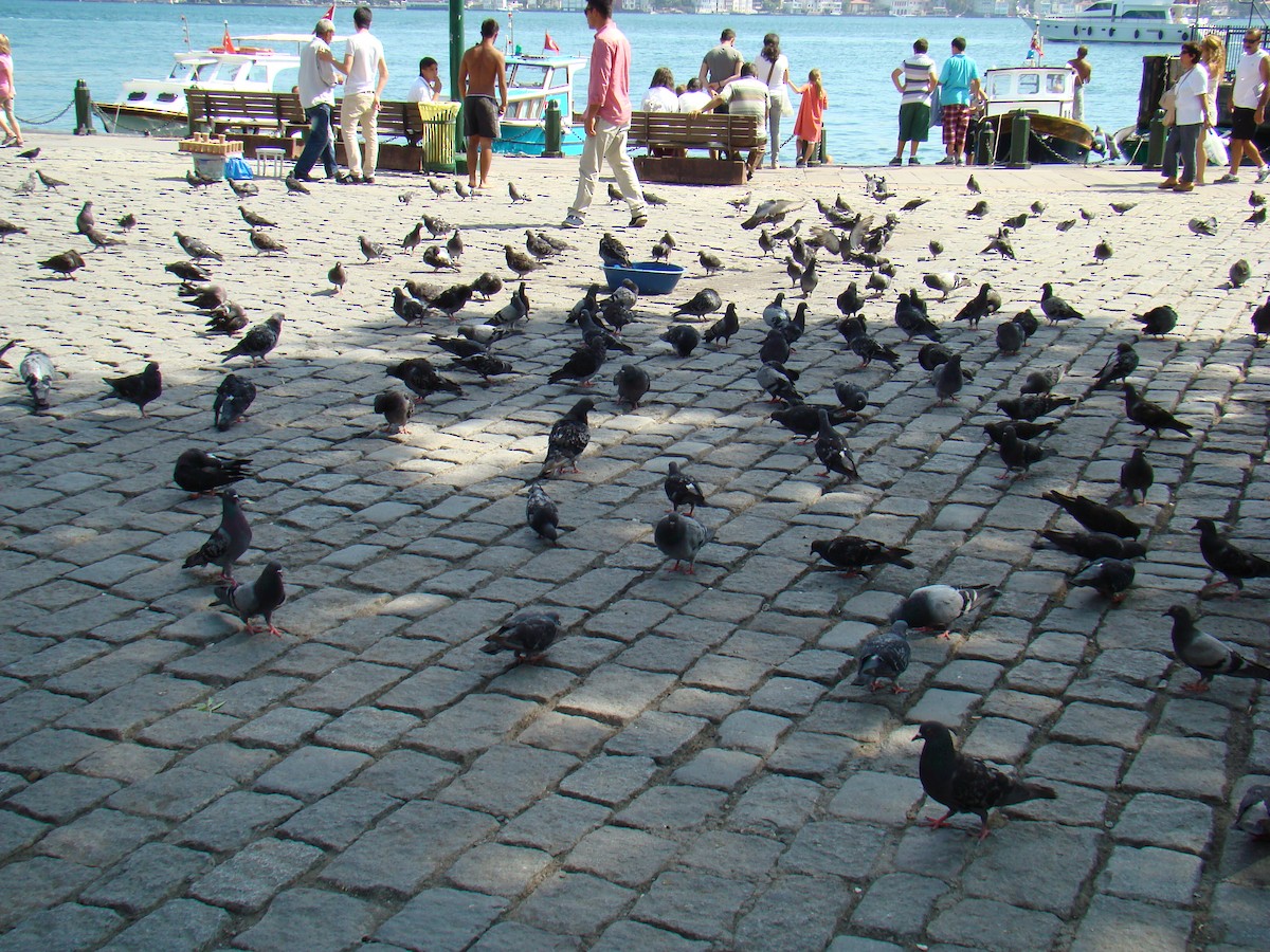 Rock Pigeon (Feral Pigeon) - ML635773364