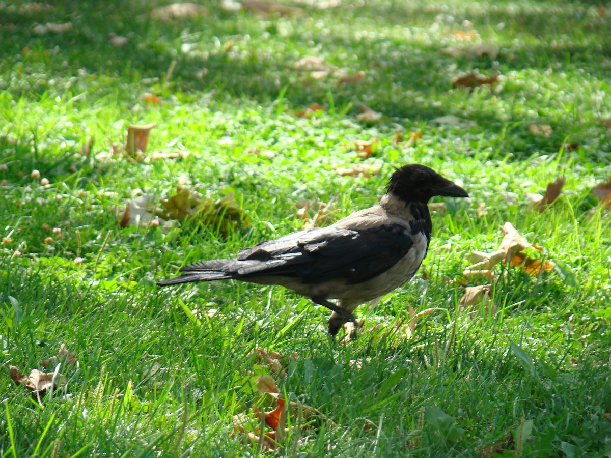 Hooded Crow - ML635773381