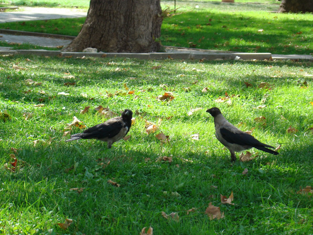 Hooded Crow - ML635773382