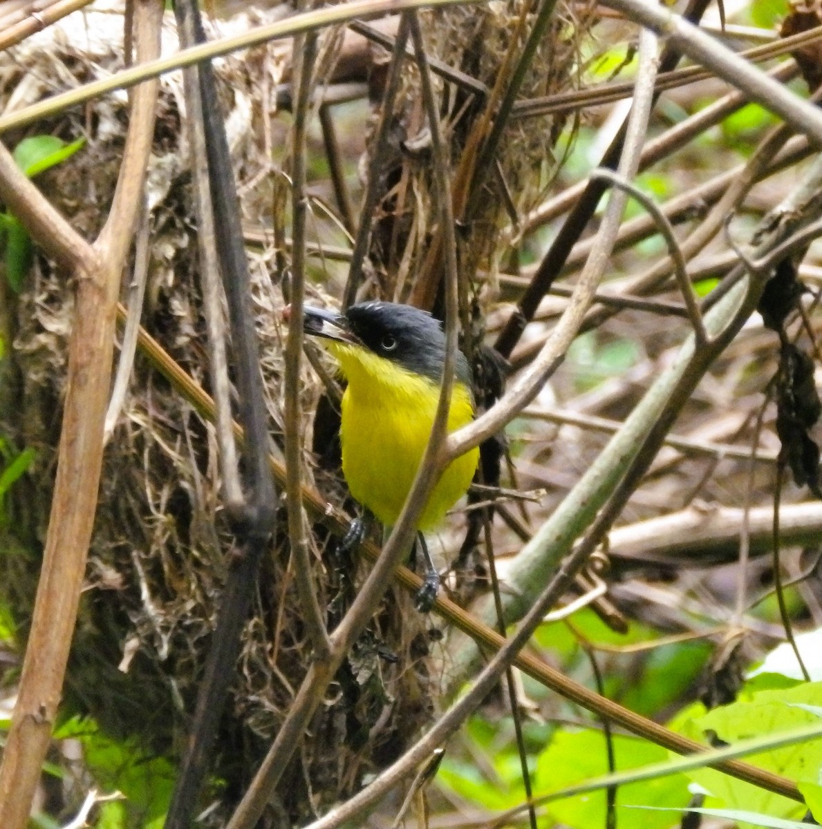 Common Tody-Flycatcher - ML635773390