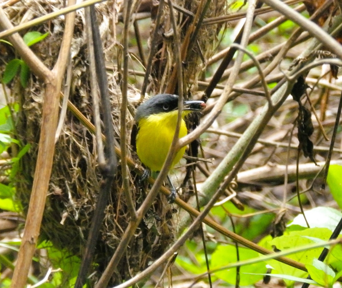 Common Tody-Flycatcher - ML635773391