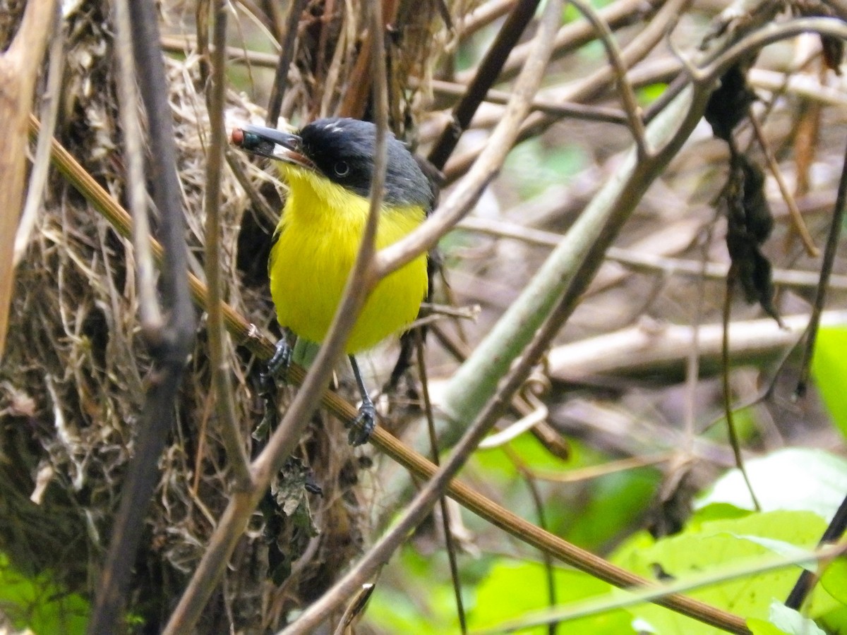 Common Tody-Flycatcher - ML635773393