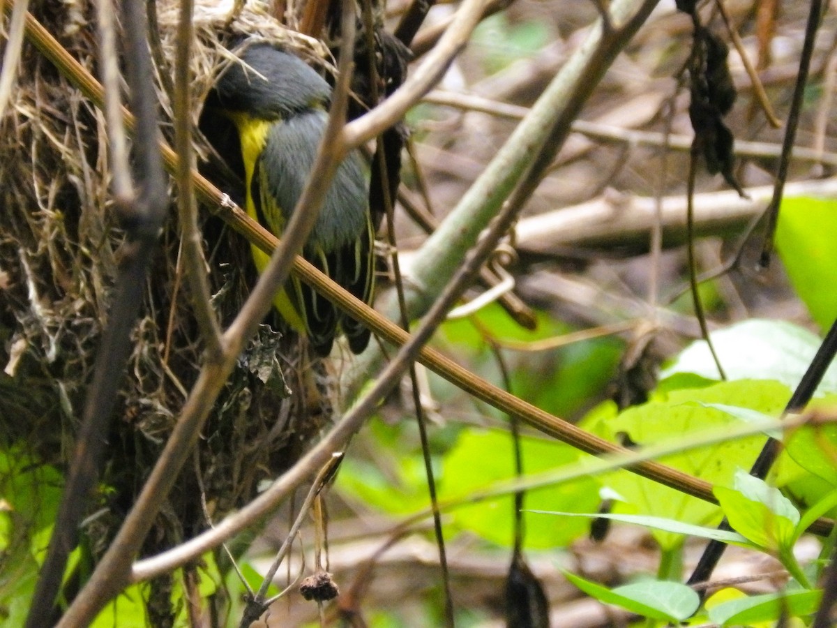 Common Tody-Flycatcher - ML635773396
