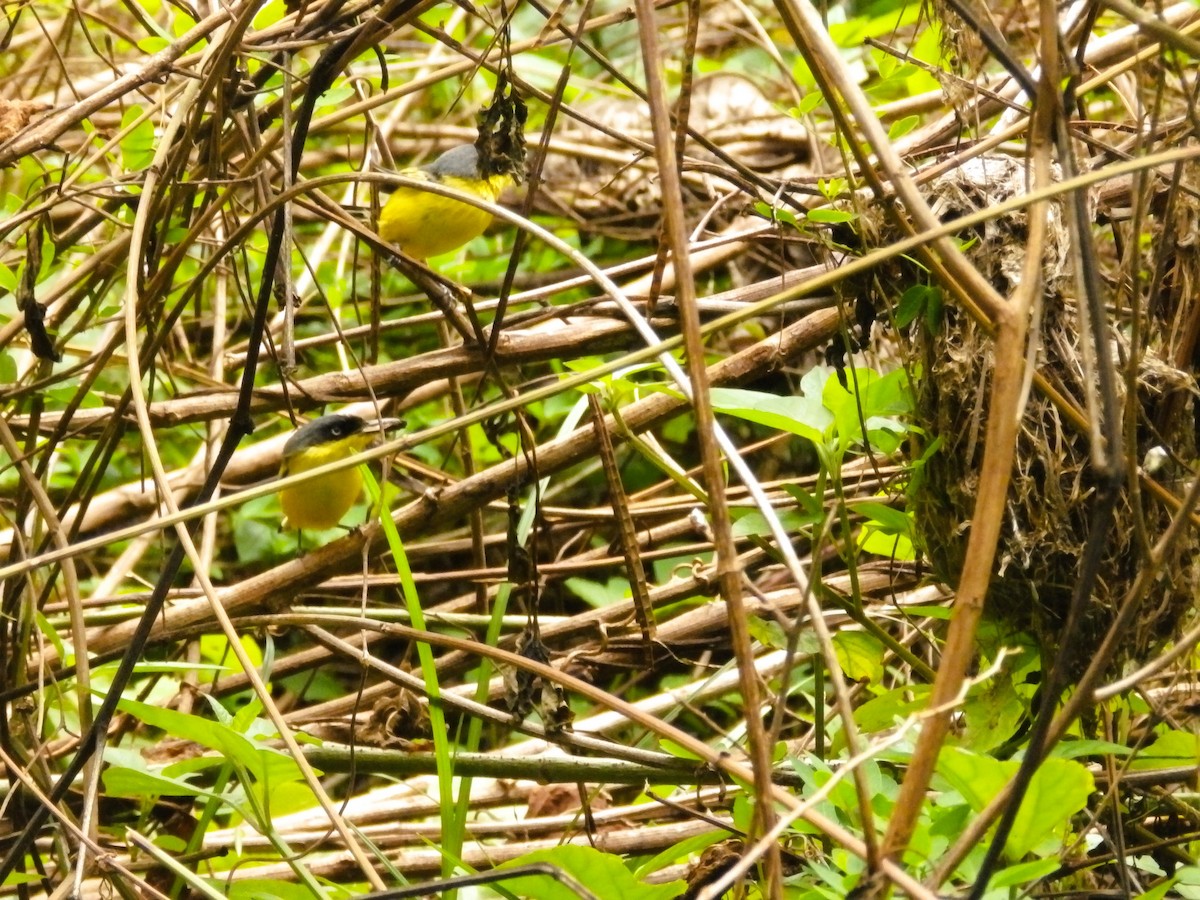 Common Tody-Flycatcher - ML635773401