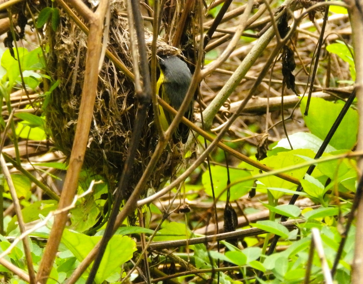 Common Tody-Flycatcher - ML635773402