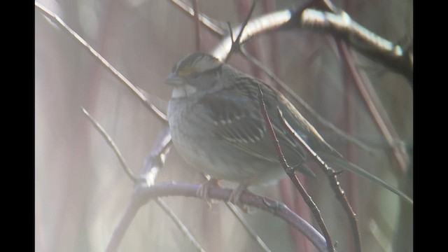 White-throated Sparrow - ML635773410