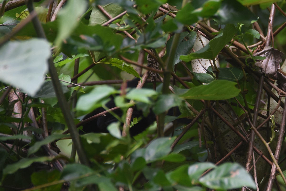 Lowland Sooty Boubou - ML635773441