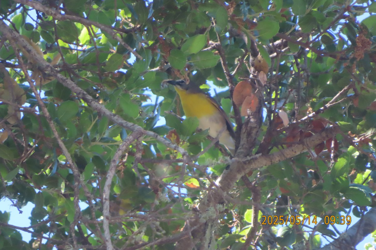 Yellow-breasted Chat - ML635773449