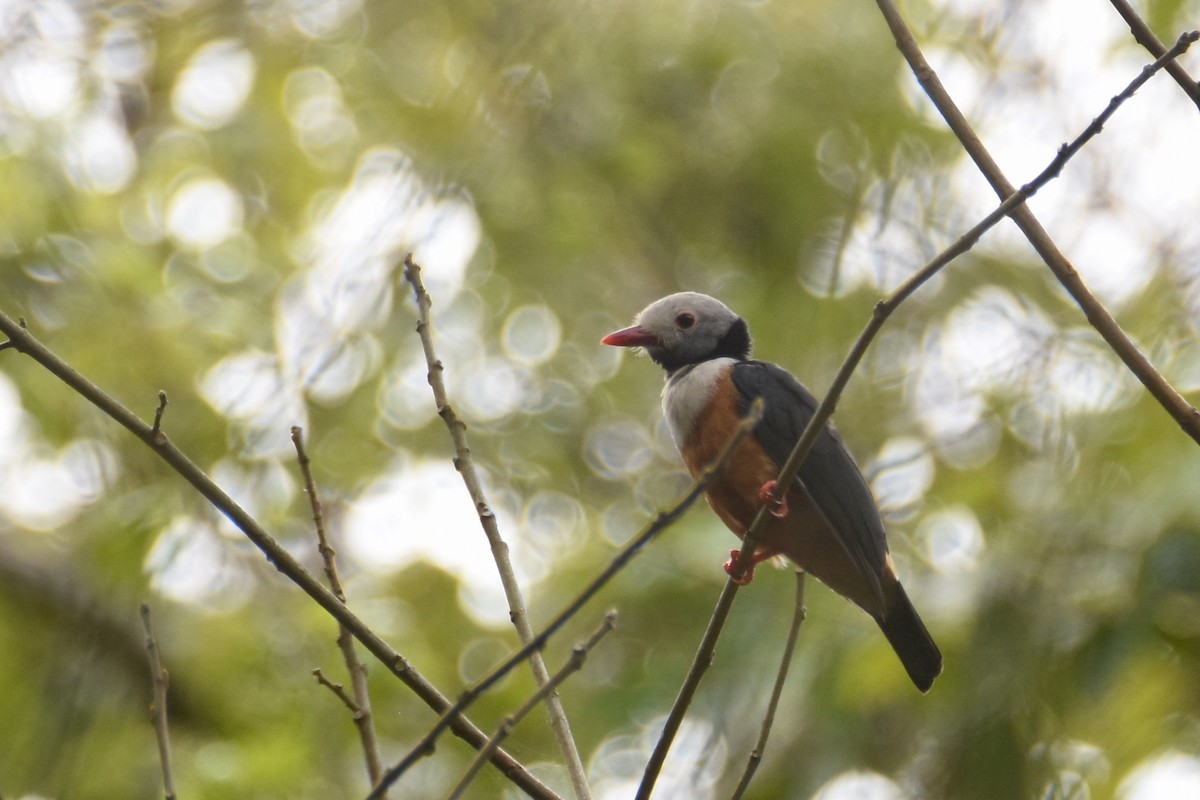 Rufous-bellied Helmetshrike - ML635773467
