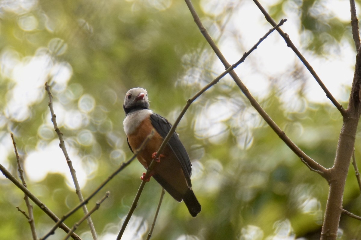 Rufous-bellied Helmetshrike - ML635773468
