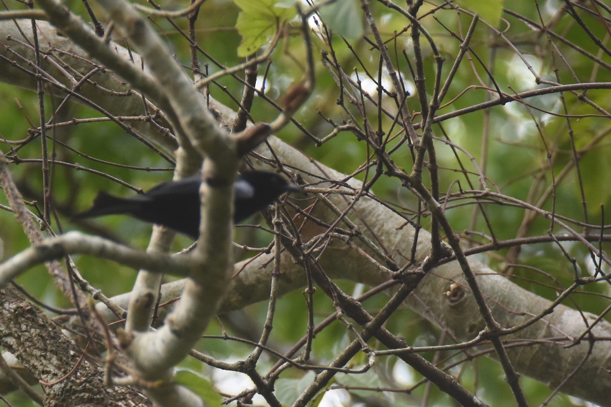 Velvet-mantled Drongo - ML635773540