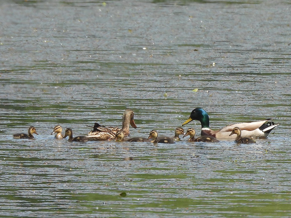 Mallard - ML635773553