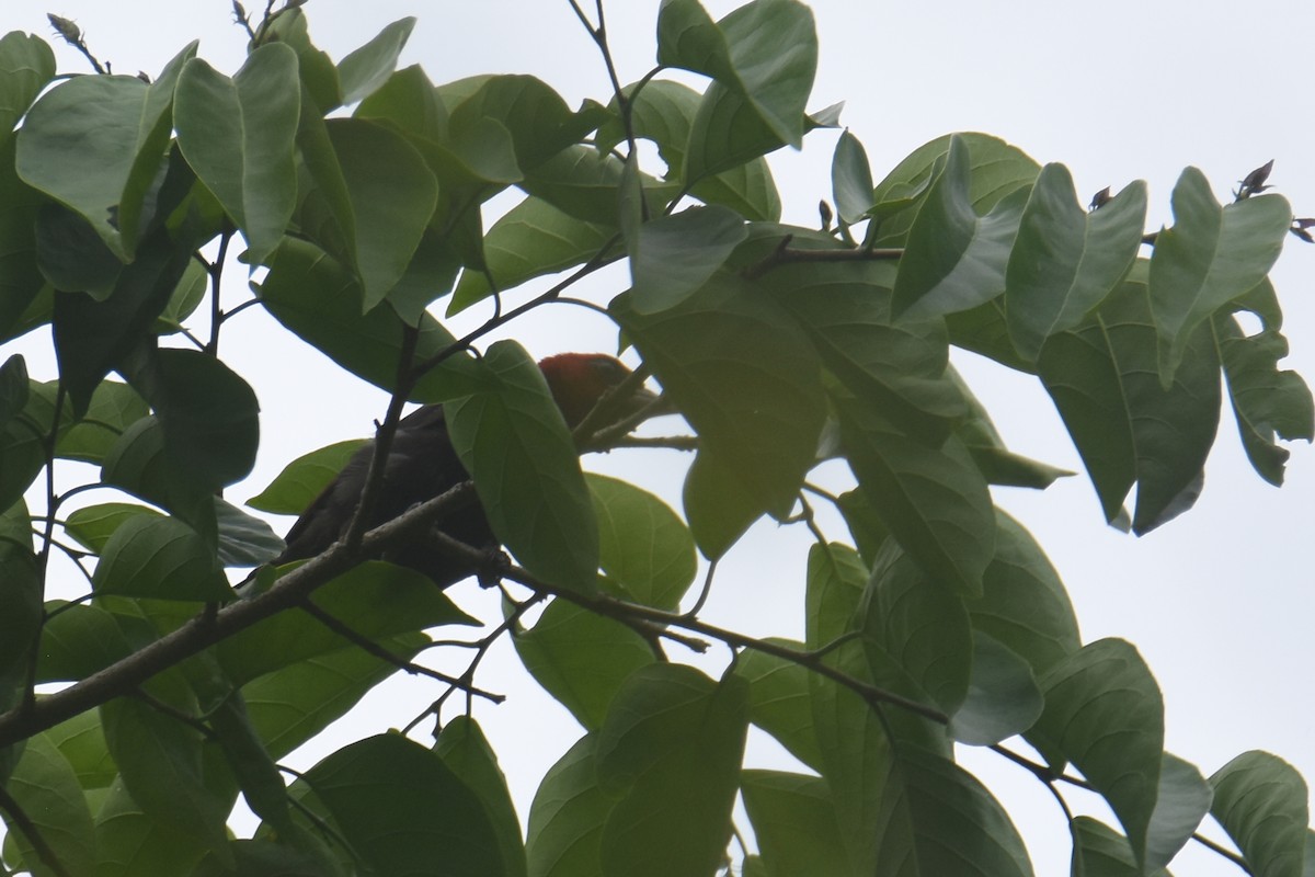 Crested Malimbe - ML635773562
