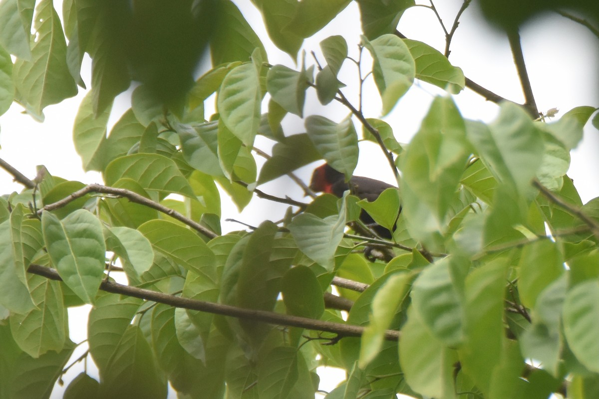 Crested Malimbe - ML635773564