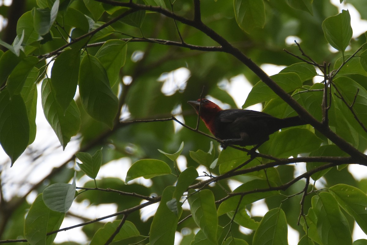 Crested Malimbe - ML635773565
