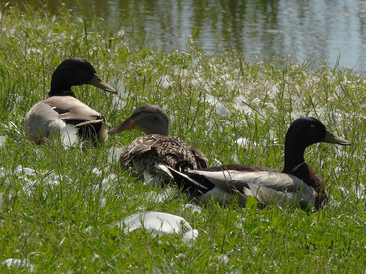 Mallard - ML635773596