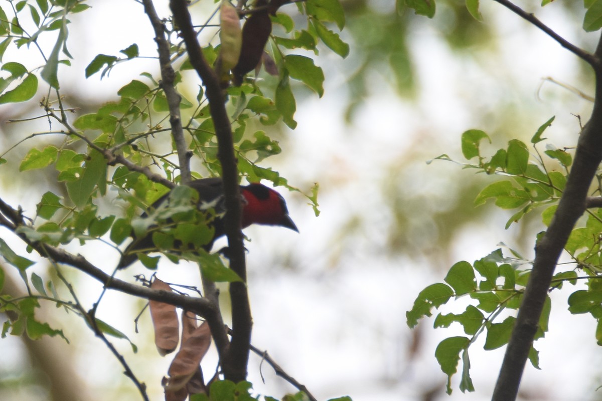 Crested Malimbe - ML635773600