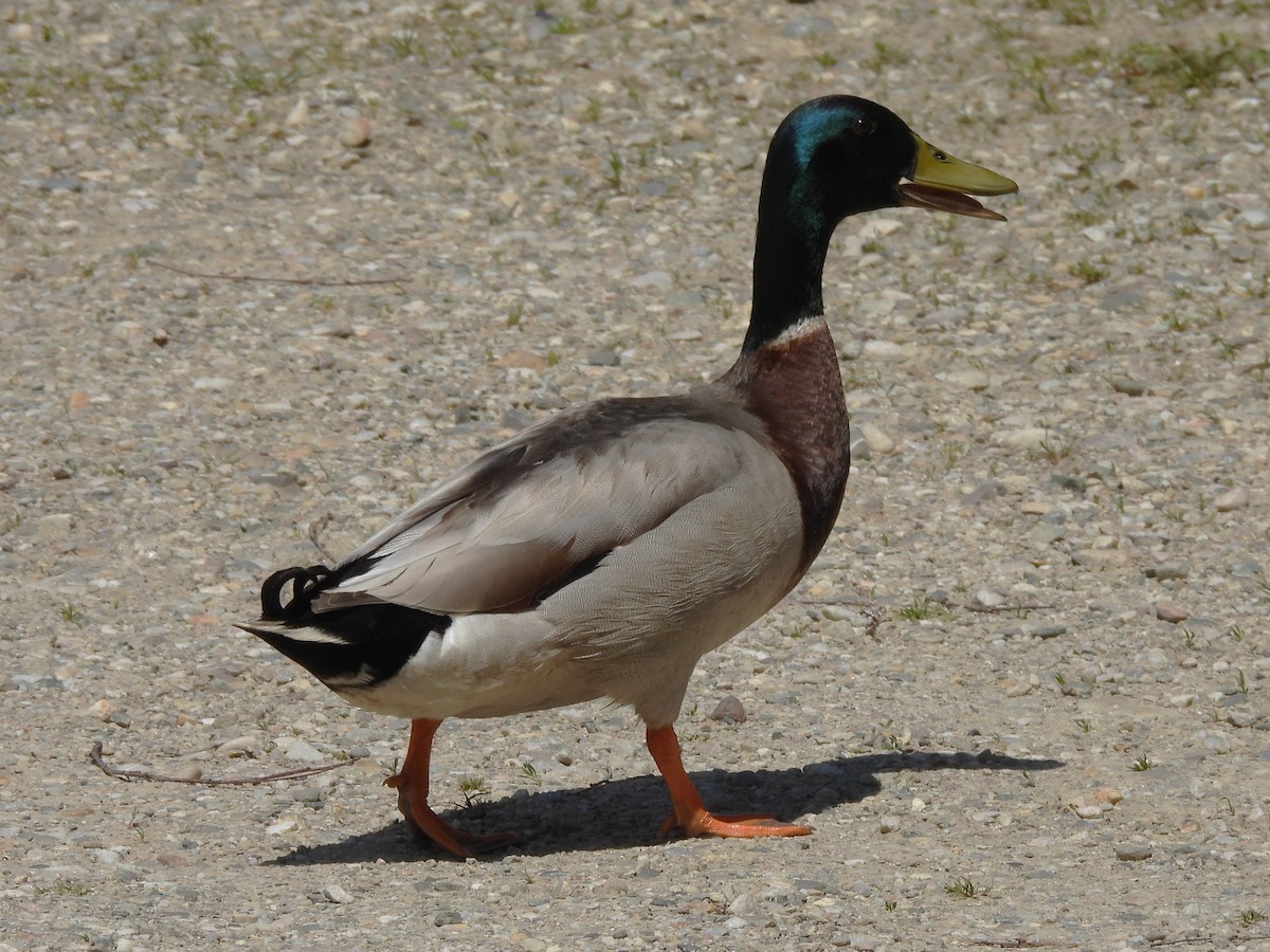 Mallard - ML635773631