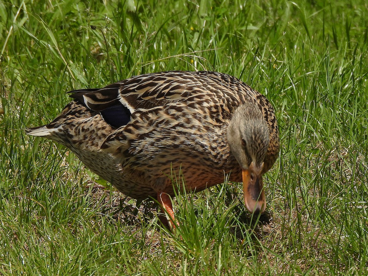 Mallard - ML635773692