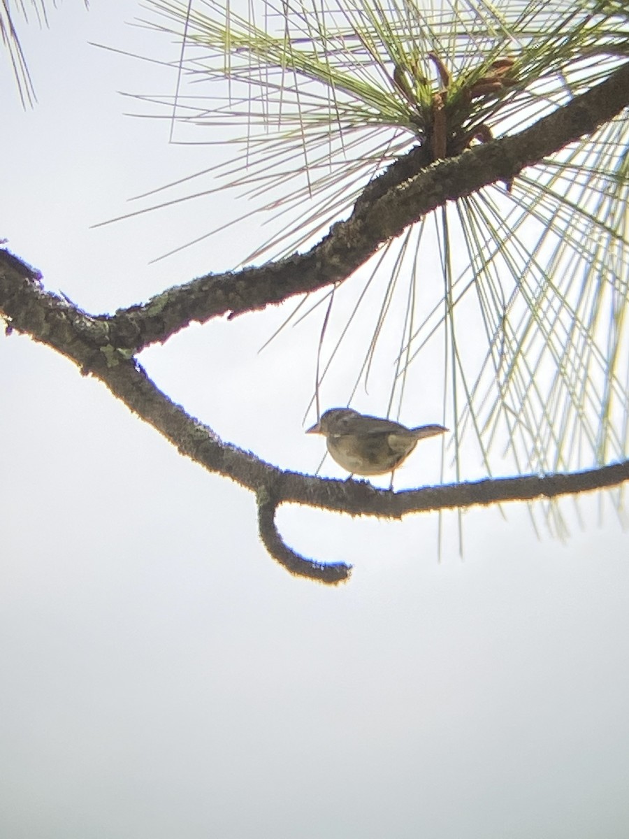 Bachman's Sparrow - ML635773700