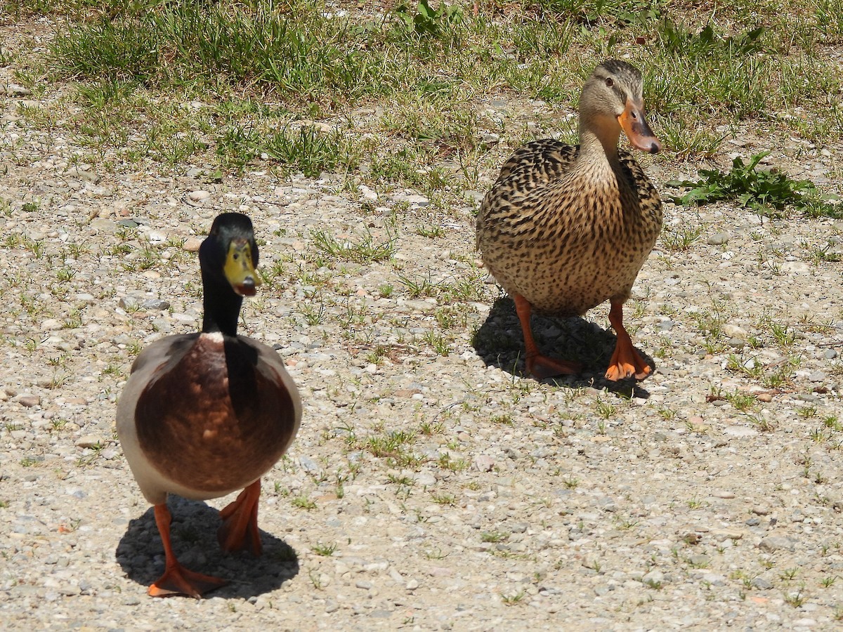 Mallard - ML635773711