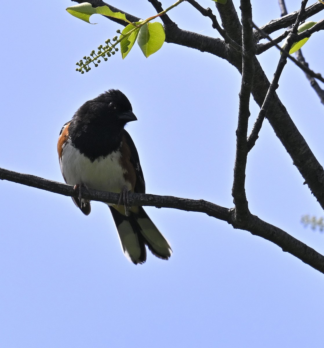 Eastern Towhee - ML635773825