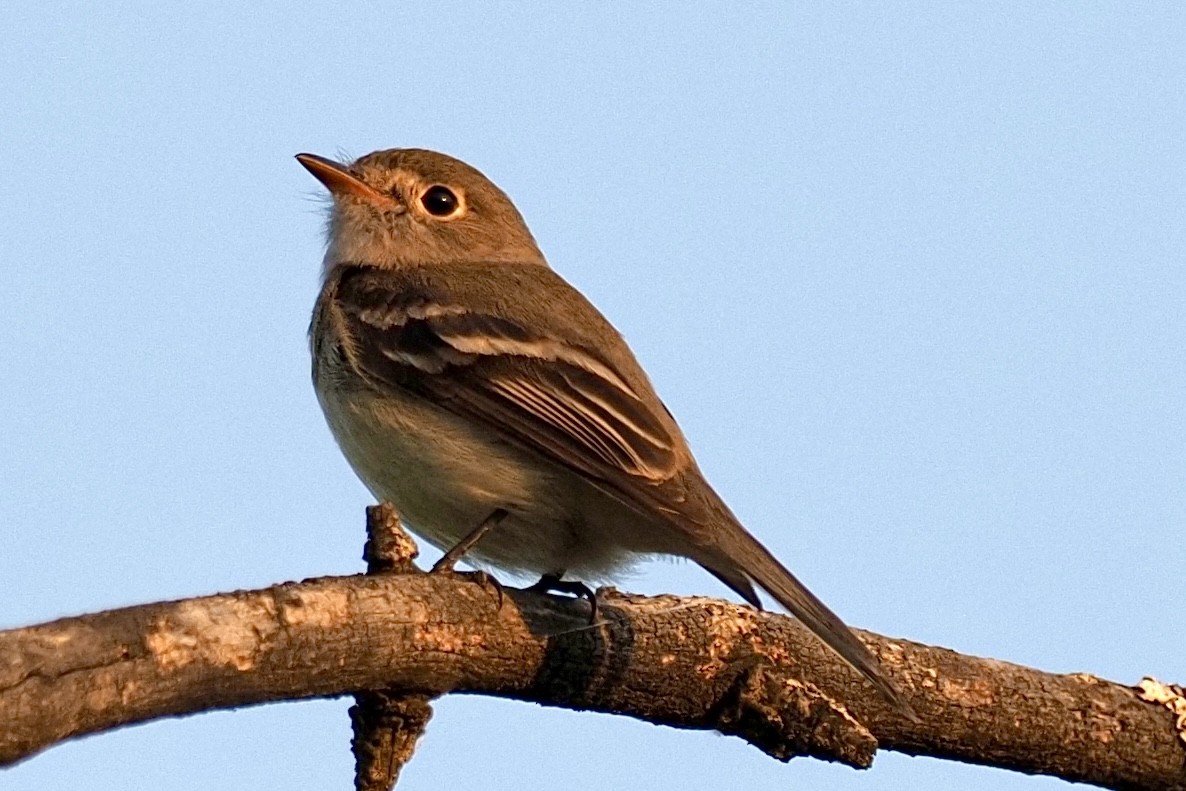 Moucherolle tchébec - ML635773988
