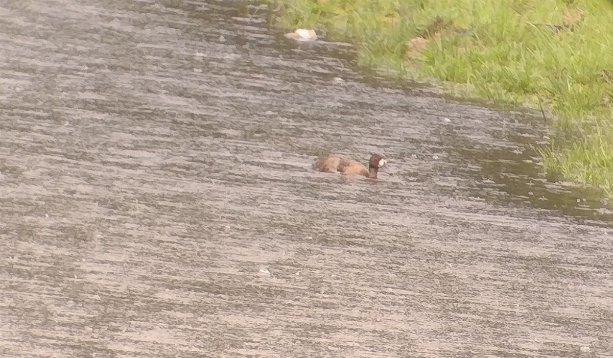 小斑背潛鴨 - ML635774037