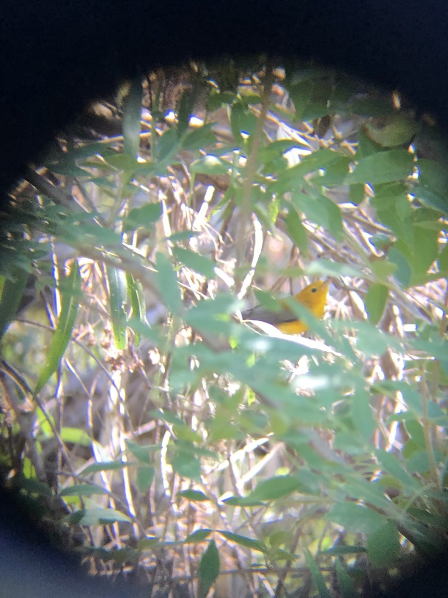 Prothonotary Warbler - ML635774101