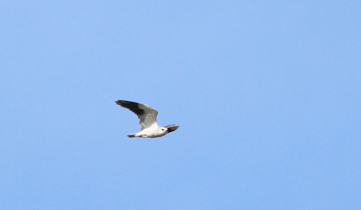 Black-winged Kite - ML635774107