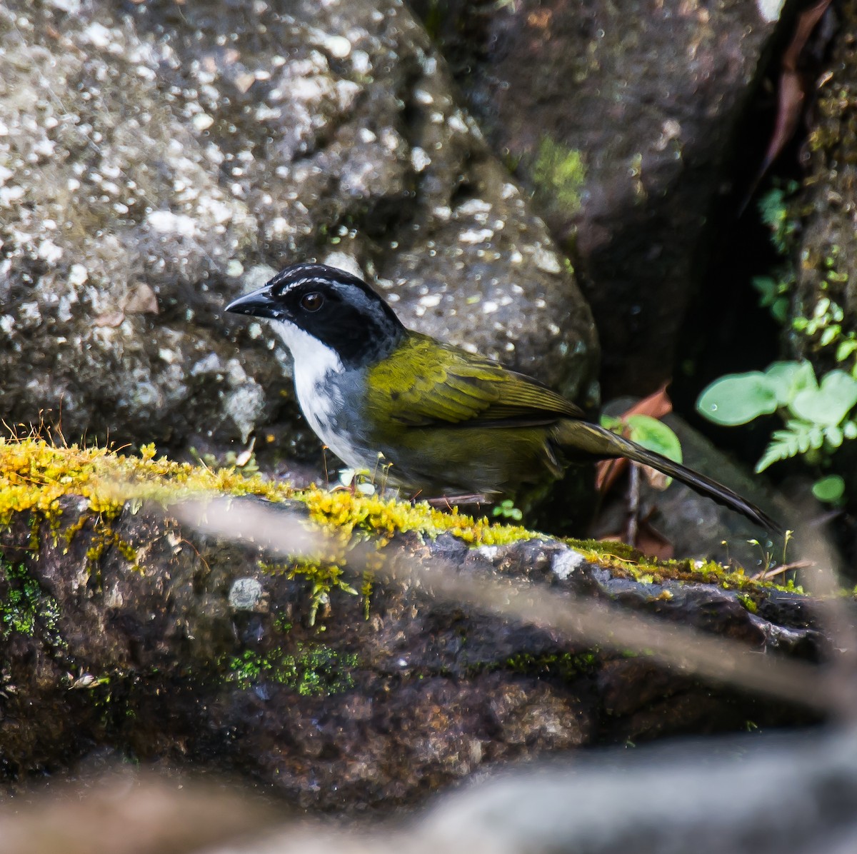 Costa Rican Brushfinch - ML635774156