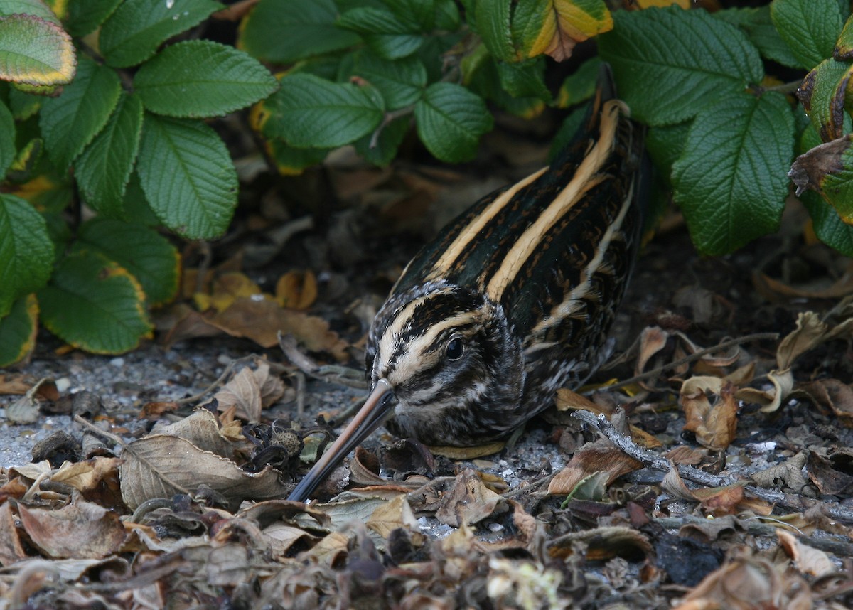 Jack Snipe - ML63577431