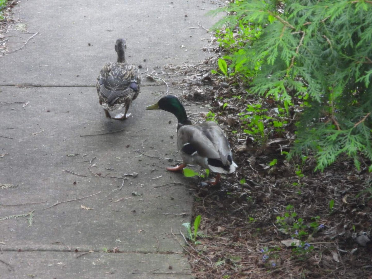 Mallard - ML635774351
