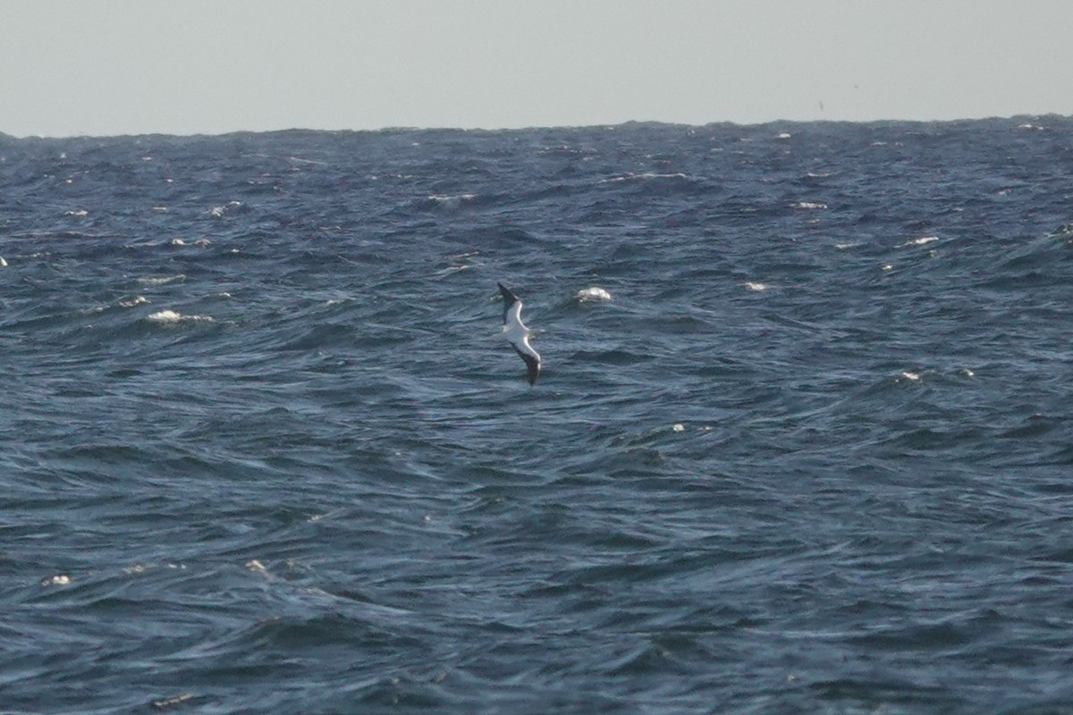 Red-footed Booby - ML635774359