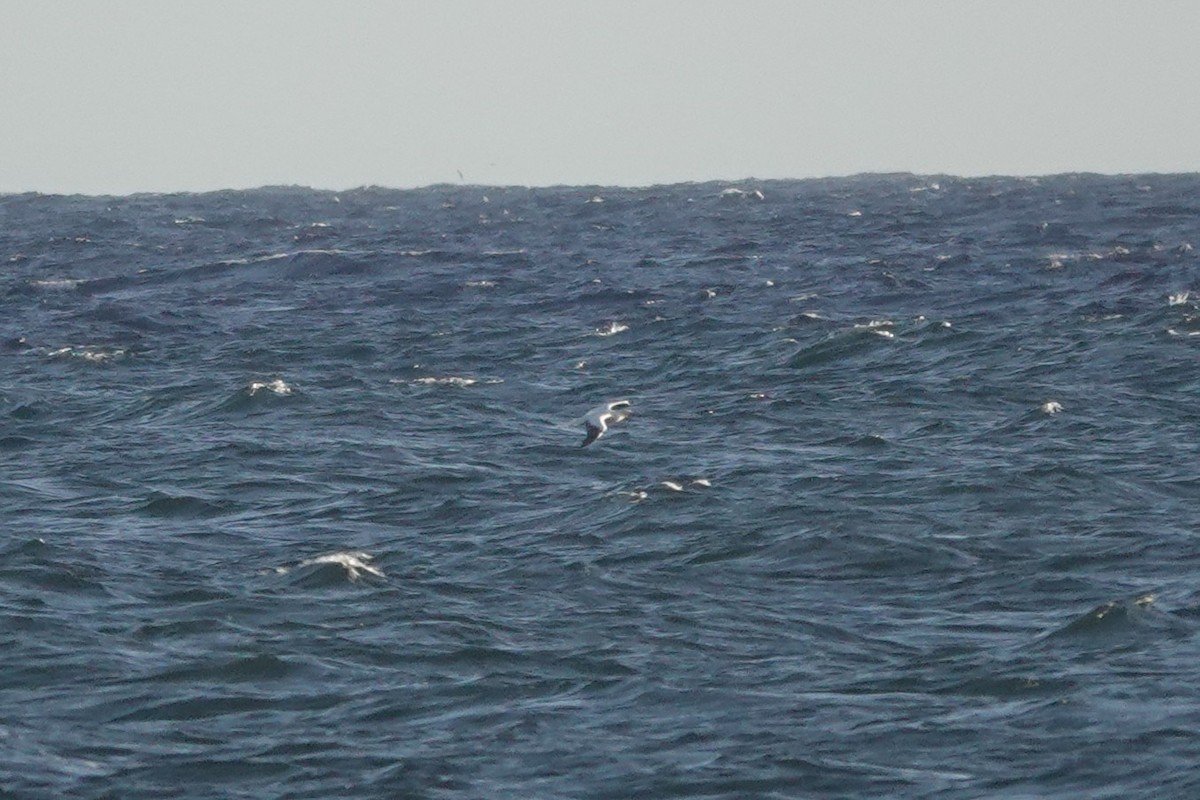 Red-footed Booby - ML635774361