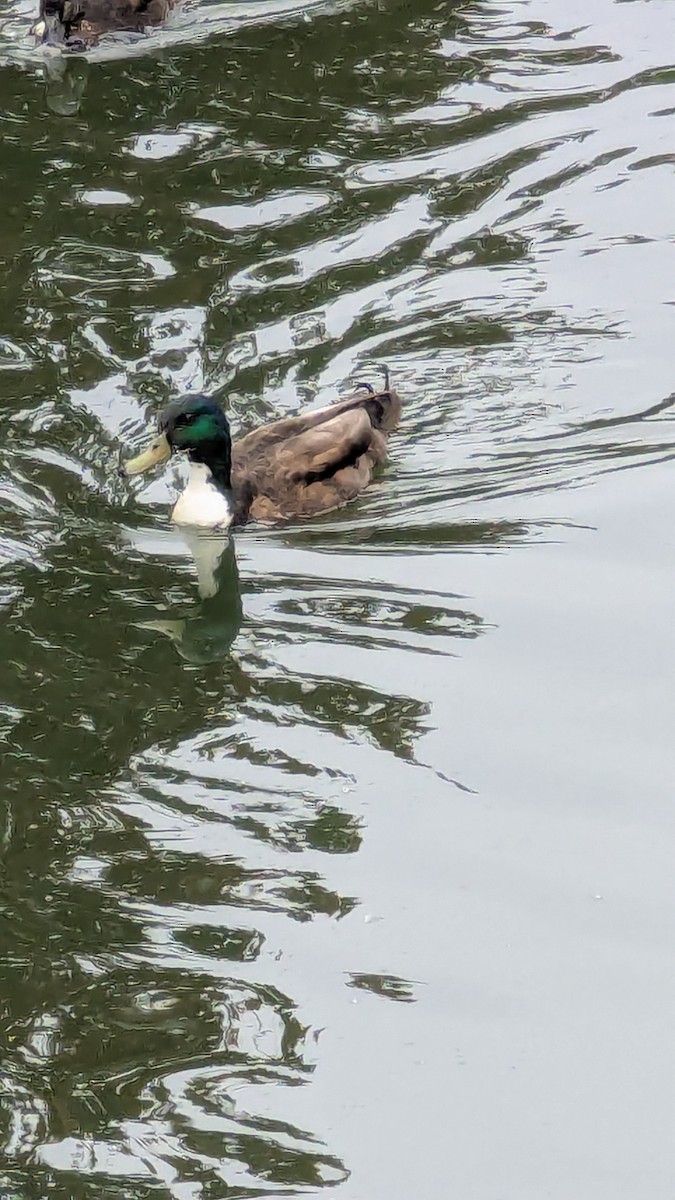 Mallard (Domestic type) - ML635774362