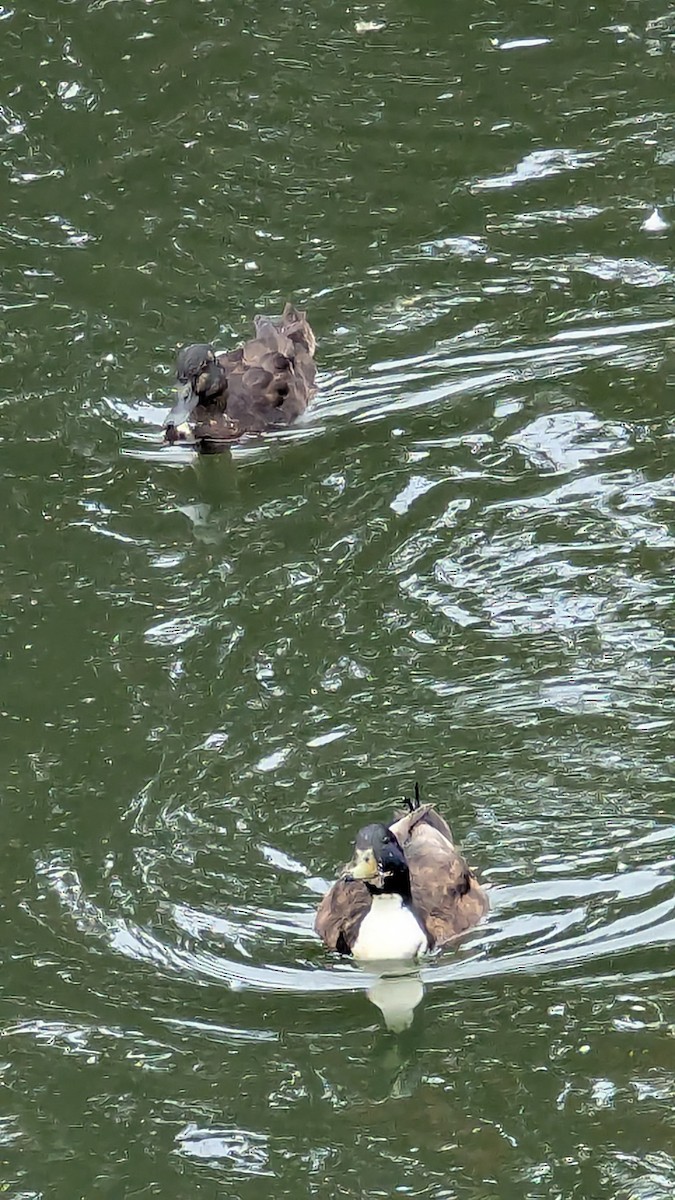 Mallard (Domestic type) - ML635774364