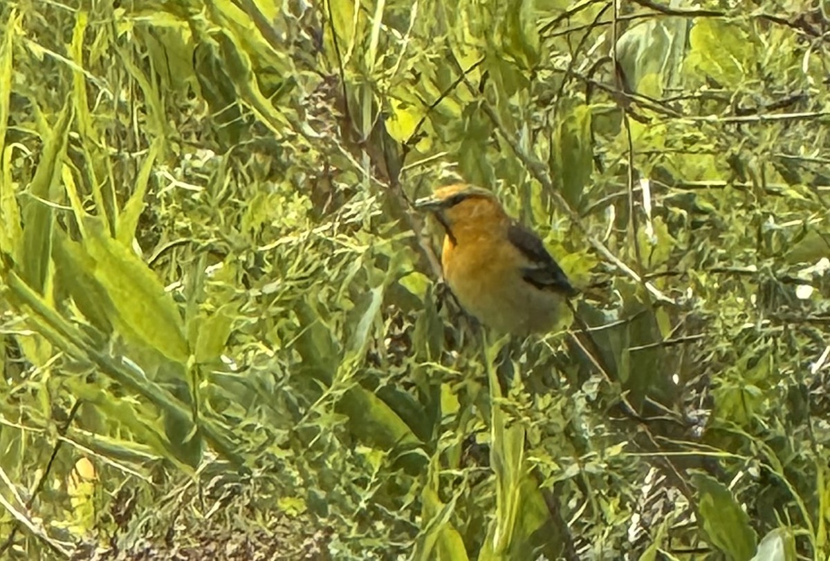 Bullock's Oriole - ML635774365