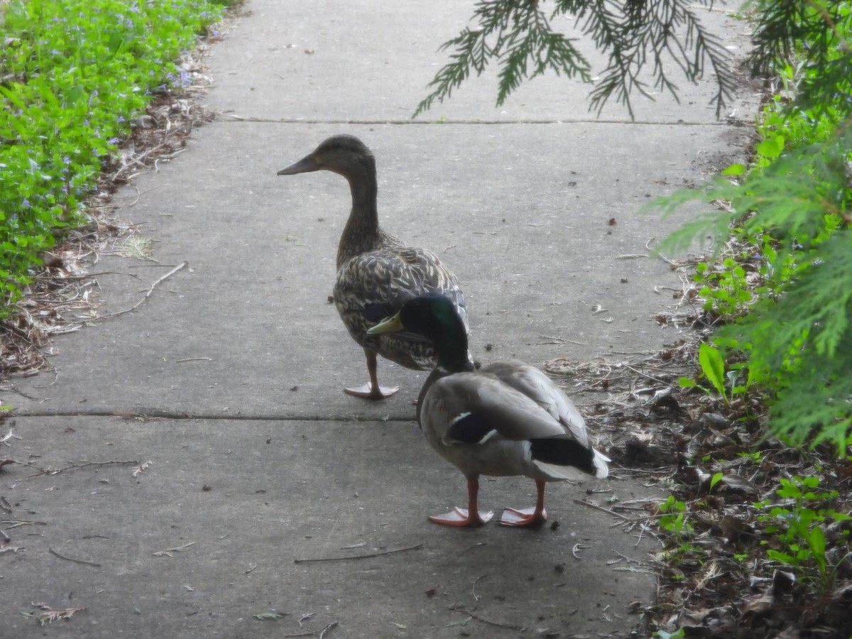 Mallard - ML635774366