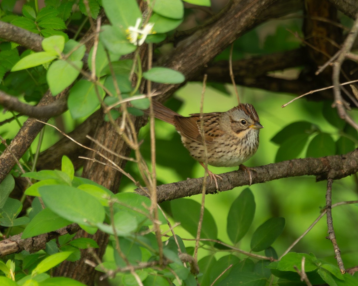Lincoln's Sparrow - ML635774391