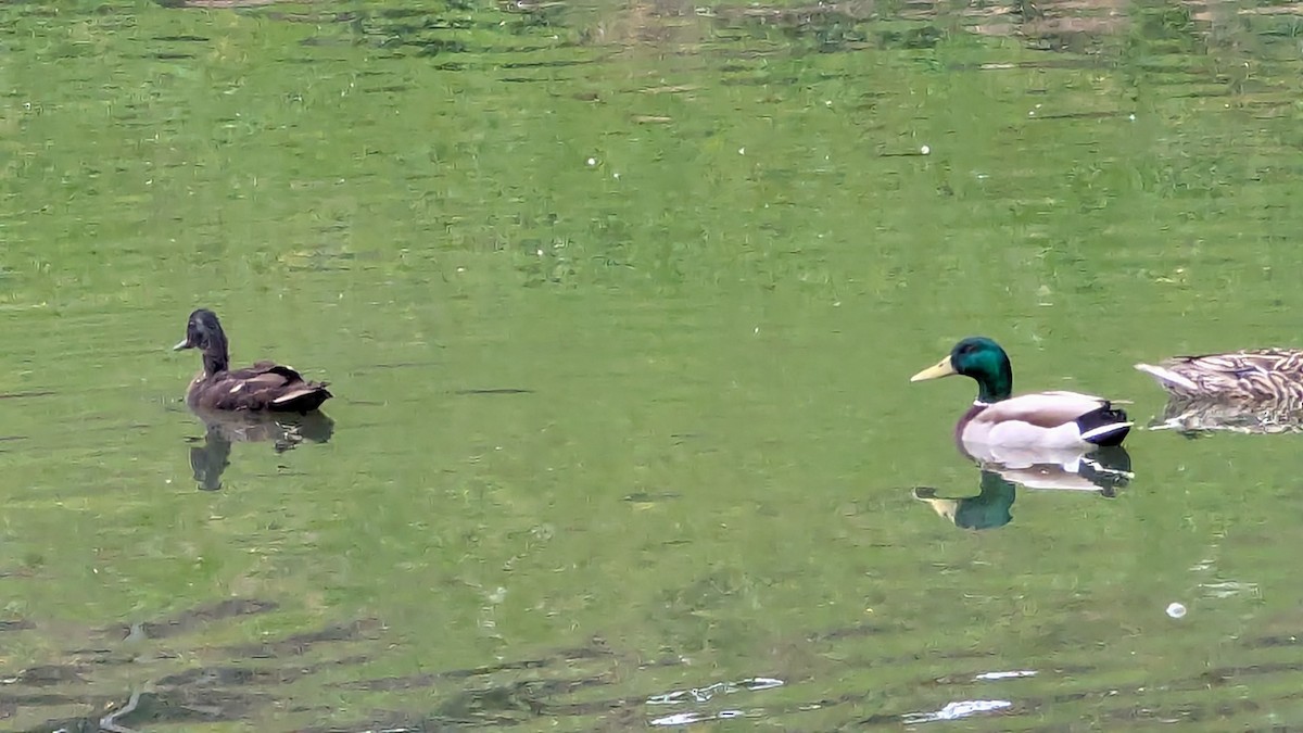 Mallard (Domestic type) - ML635774394
