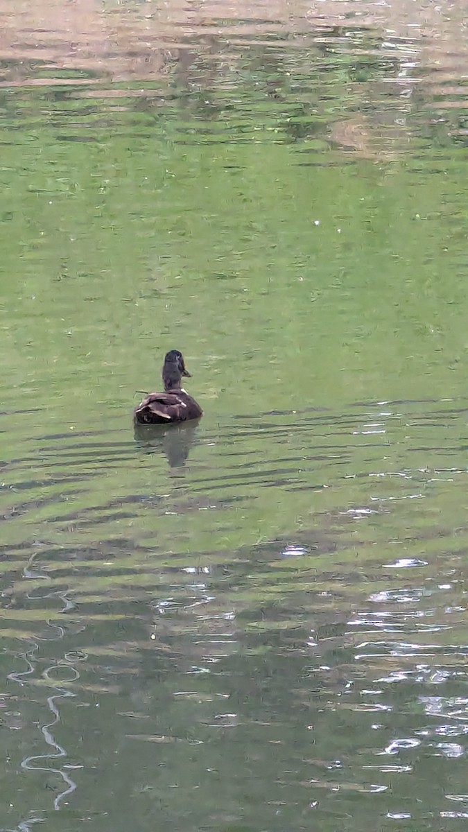 Mallard (Domestic type) - ML635774395