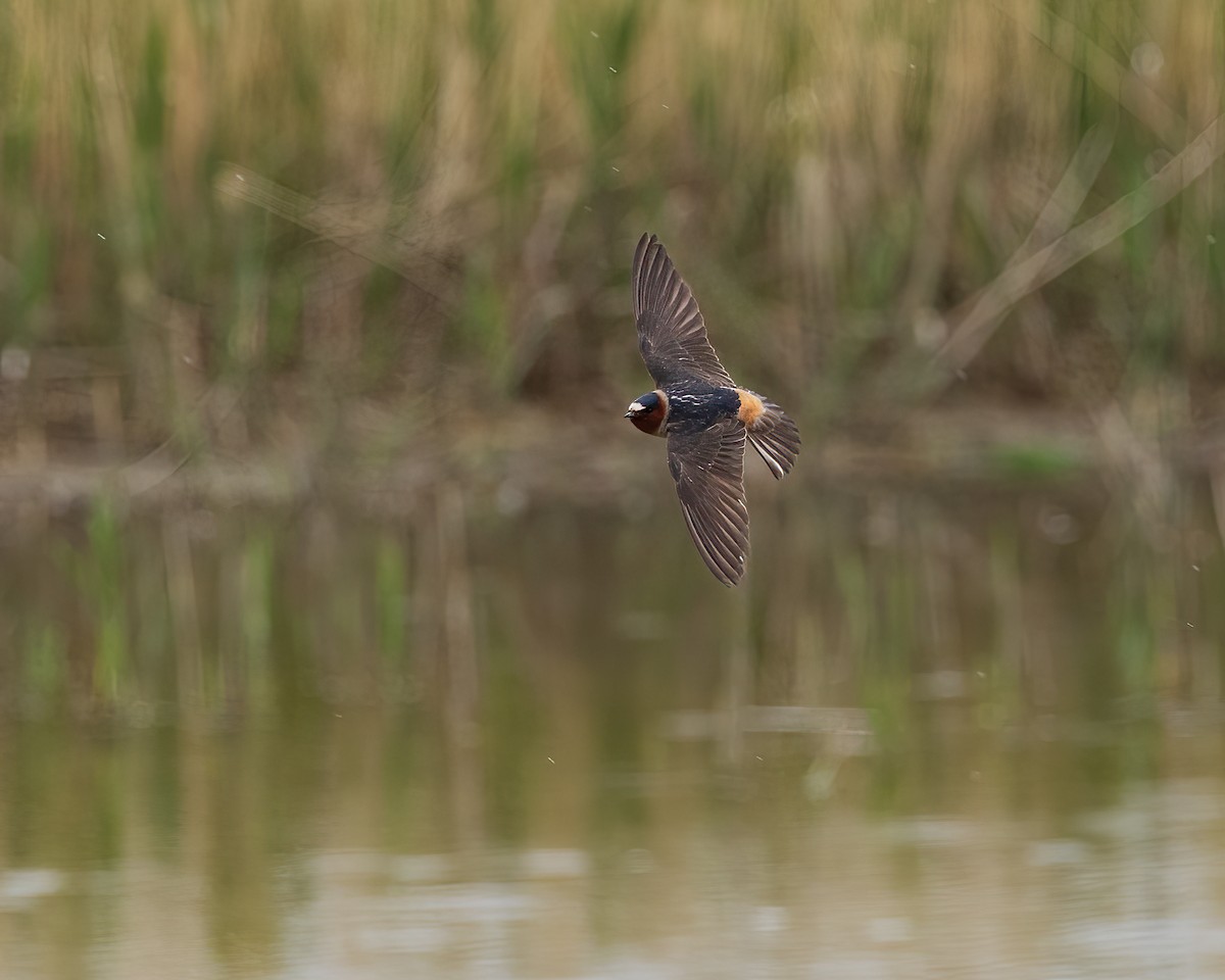 Cliff Swallow - ML635774493