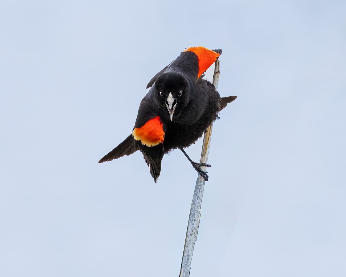 Red-winged Blackbird - ML635774503