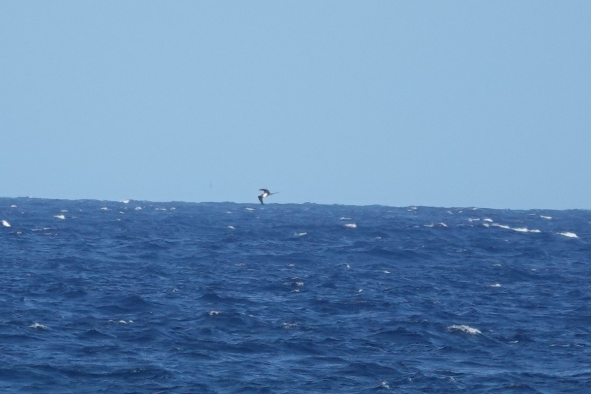 Great Frigatebird - ML635774554