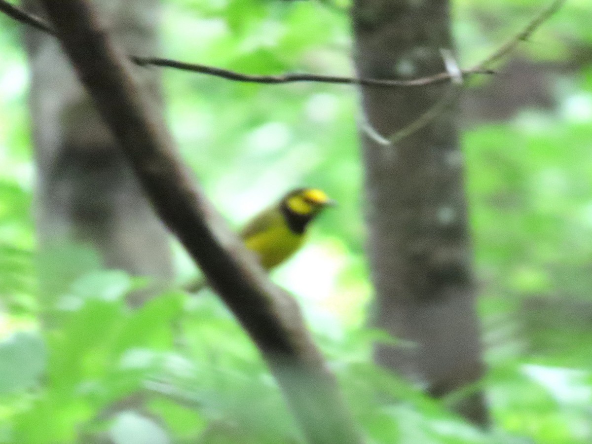 Hooded Warbler - ML635774578